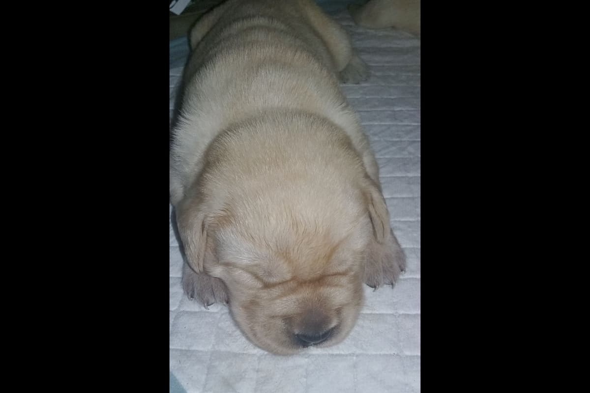 Labrador Retriever Puppies breeder image 2