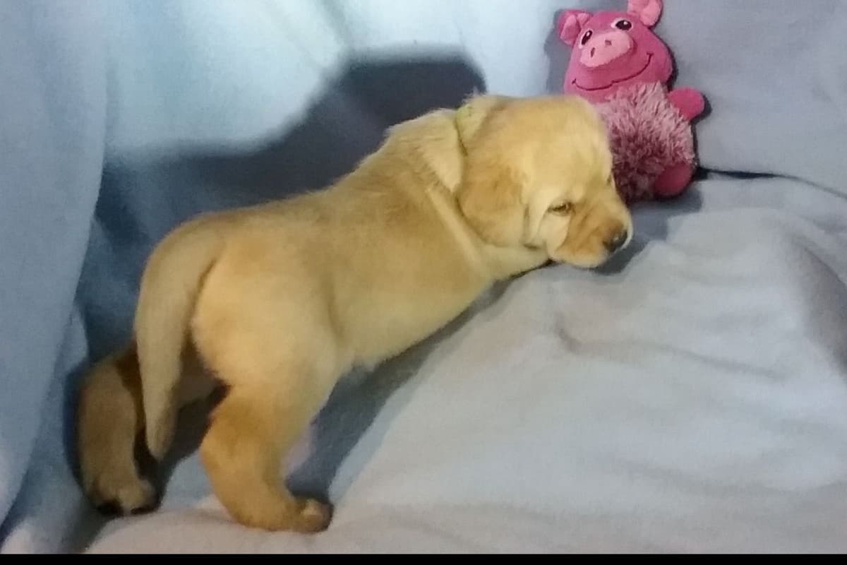 Labrador Retriever Puppies breeder image 1