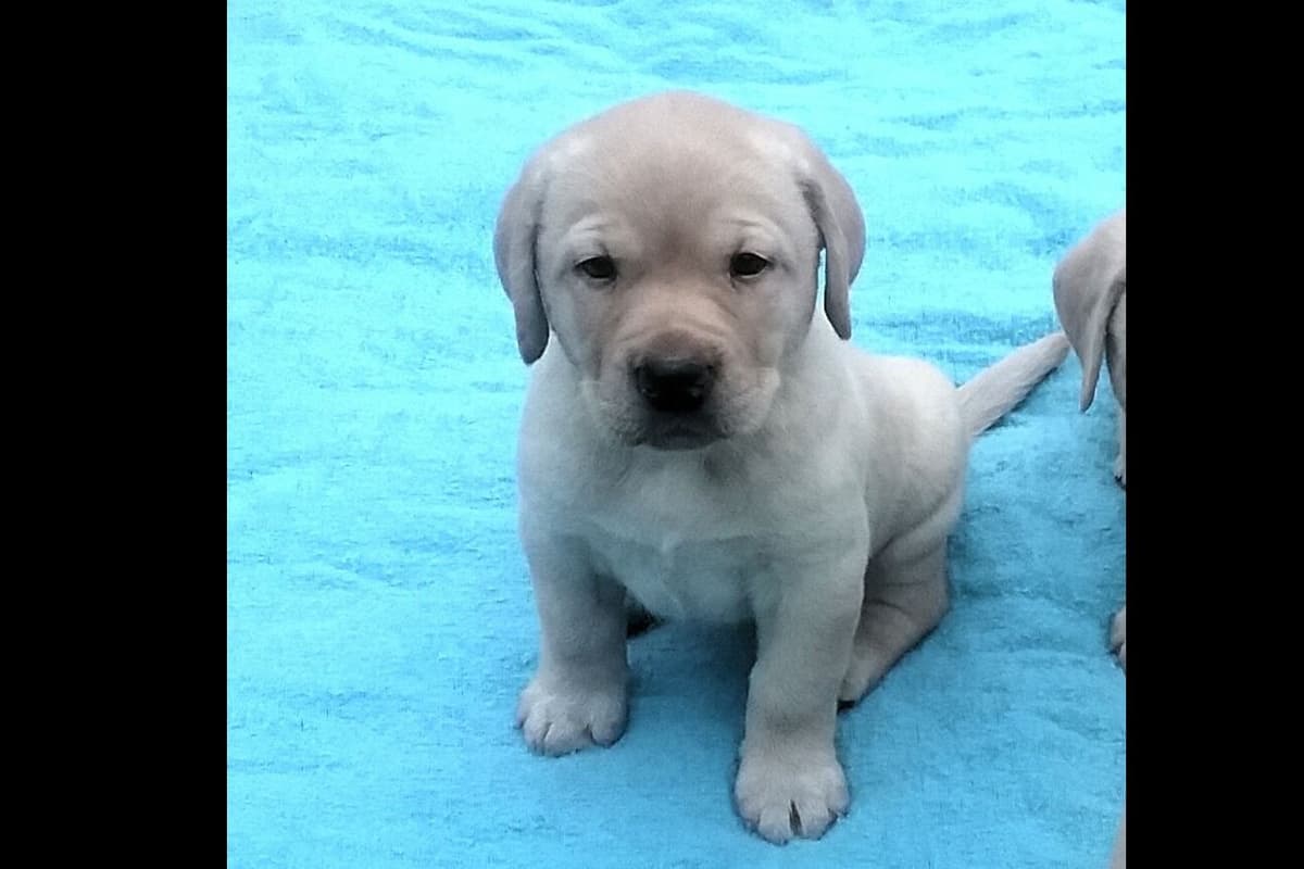 Labrador Retriever Puppies breeder image 3