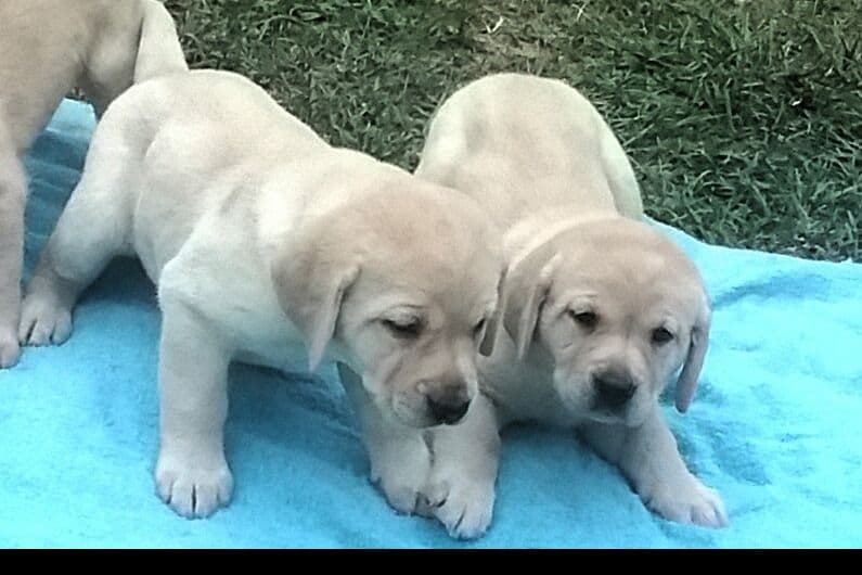 Labrador Retriever Puppies breeder image 4