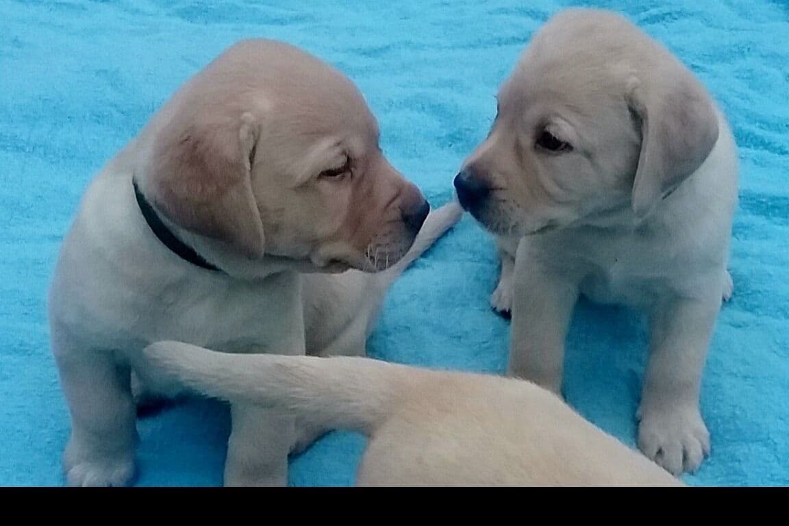 Labrador Retriever Puppies breeder image 6