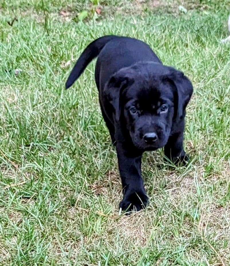 Labrador Retriever Puppies breeder image 9