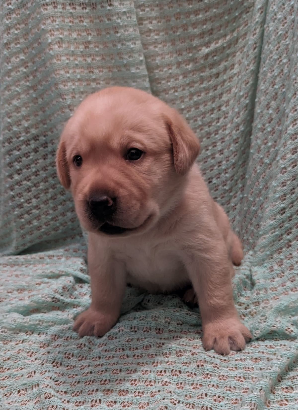 Labrador Retriever Puppies breeder image 10