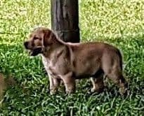 Labrador Retriever Puppies breeder image 11