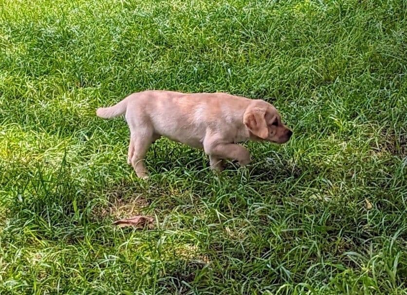 Labrador Retriever Puppies breeder image 13