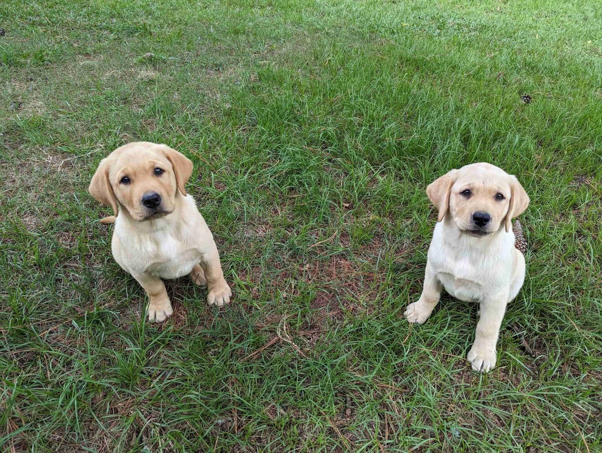Labrador Retriever Puppies breeder image 14