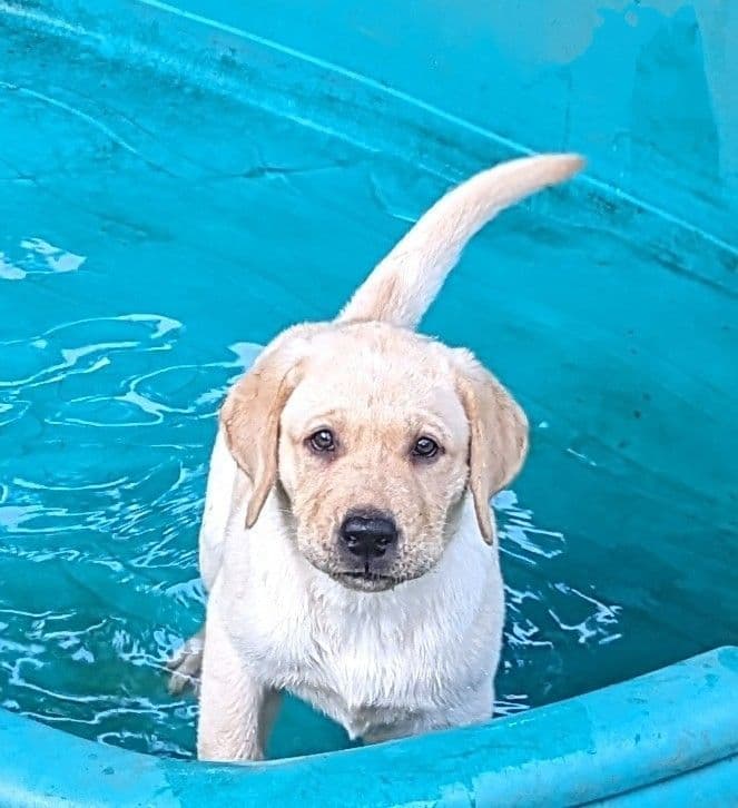 Labrador Retriever Puppies breeder image 15