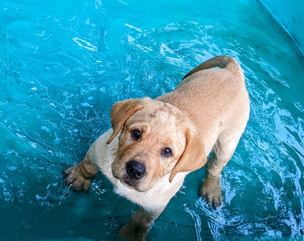 Labrador Retriever Puppies breeder image 16