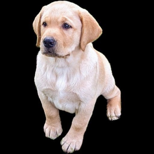 Labrador Retriever Puppies breeder image 17
