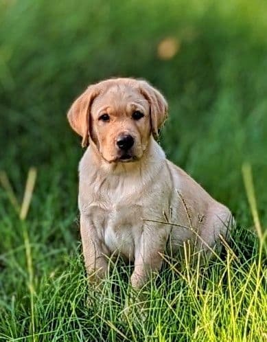 Labrador Retriever Puppies breeder image 18