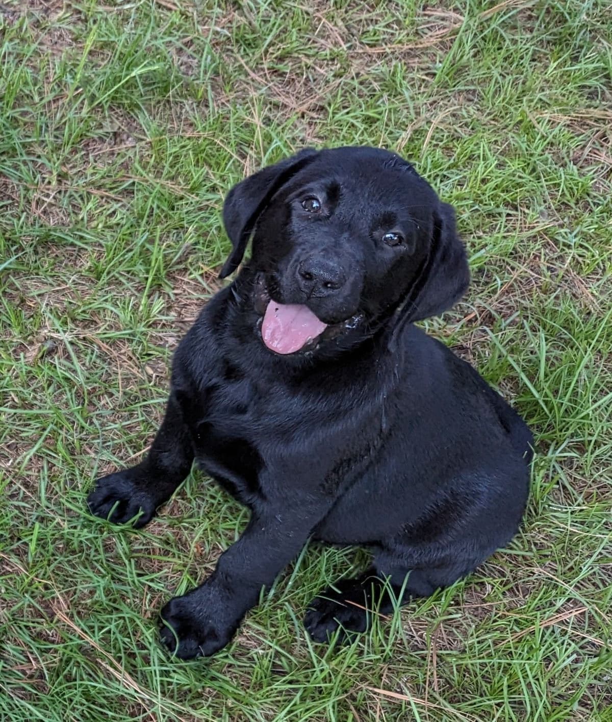 Labrador Retriever Puppies breeder image 19