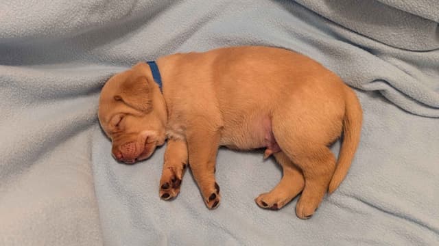 Labrador Retriever Puppies media 2