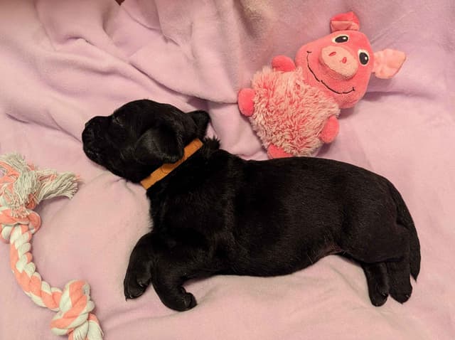 Labrador Retriever Puppies media 3