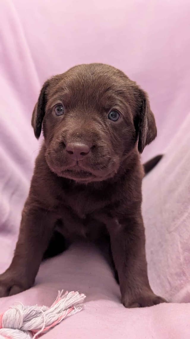 Labrador Retriever Puppies media 4