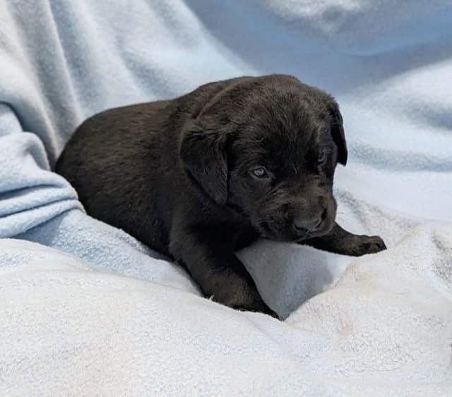 Labrador Retriever Puppies media 5