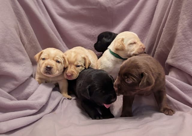 Labrador Retriever Puppies media 6
