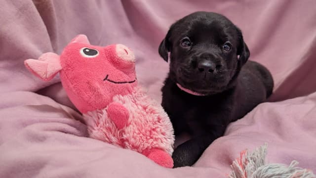 Labrador Retriever Puppies media 7