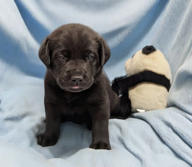 Labrador Retriever Puppies media 9