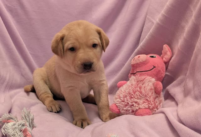 Labrador Retriever Puppies media 11