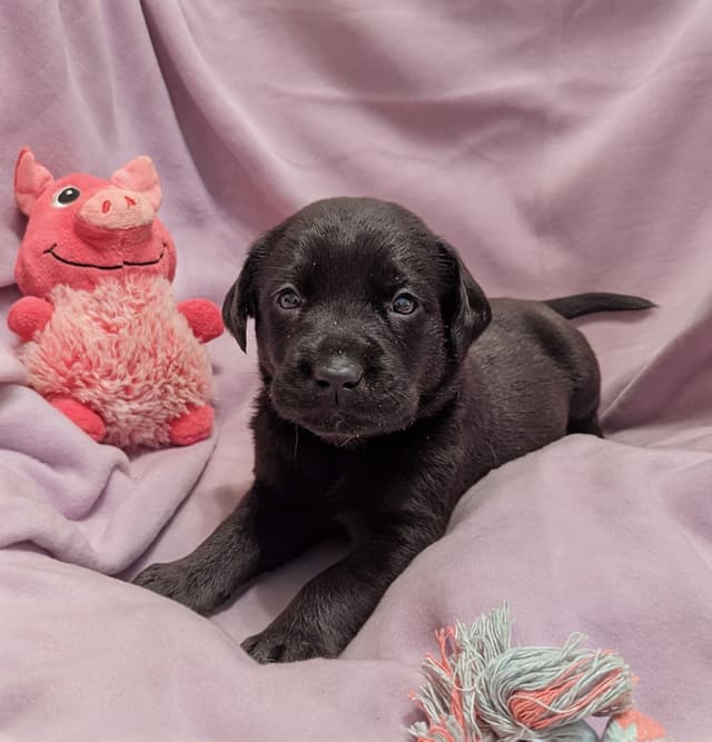 Labrador Retriever Puppies media 13