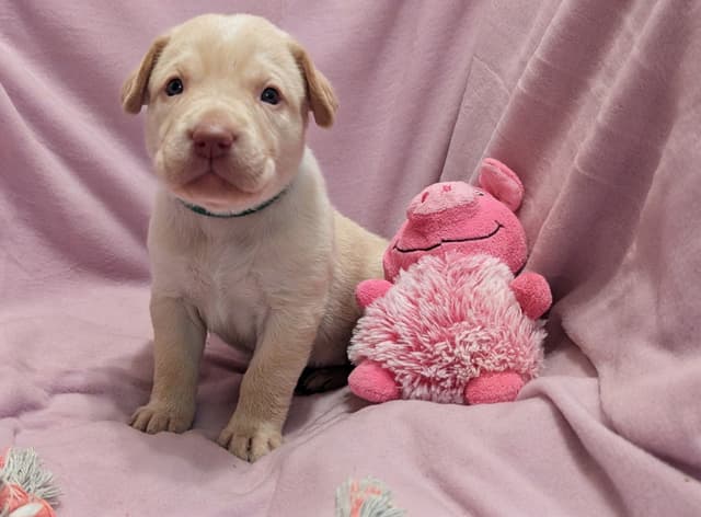 Labrador Retriever Puppies media 12