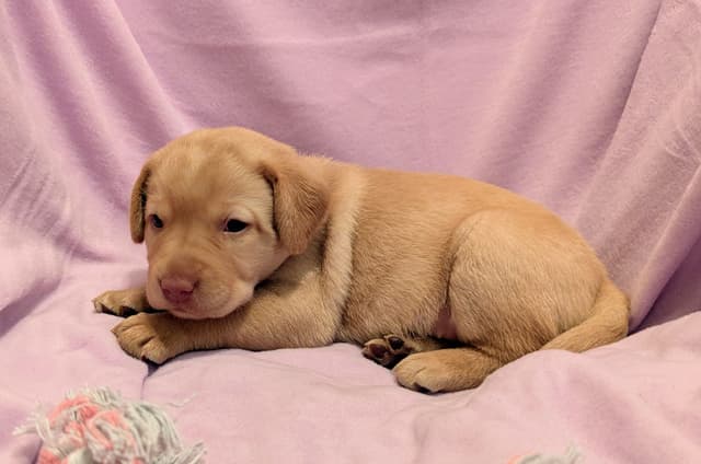Labrador Retriever Puppies media 14