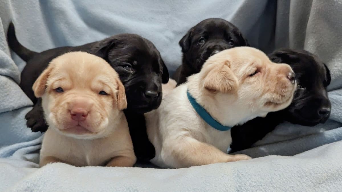 Labrador Retriever Puppies breeder image 21
