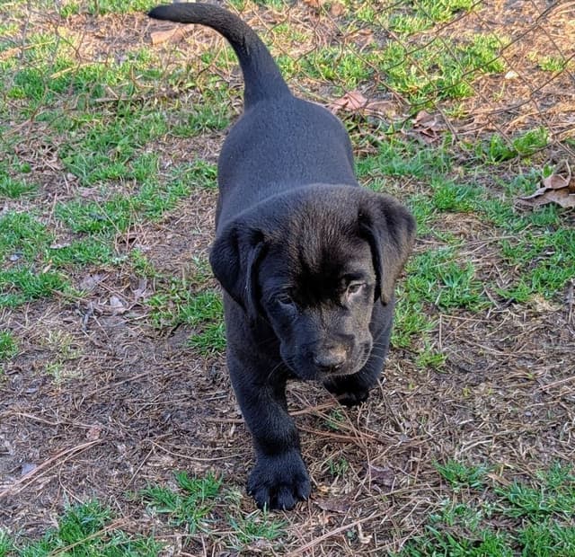 Labrador Retriever Puppies media 16