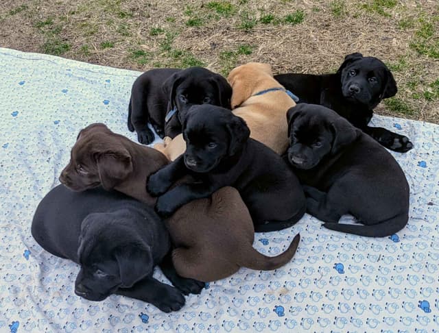 Labrador Retriever Puppies media 20