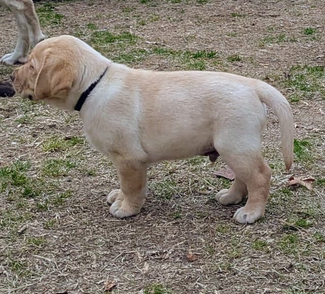 Labrador Retriever Puppies media 19