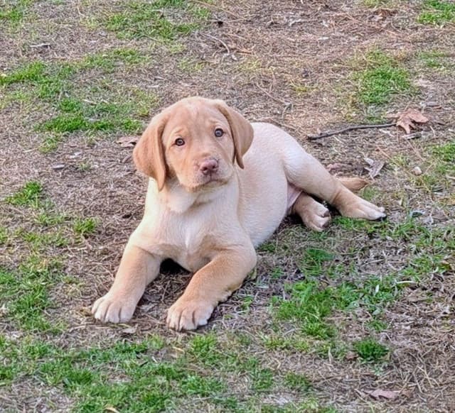 Labrador Retriever Puppies media 21