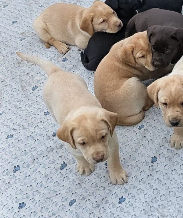 Labrador Retriever Puppies media 22