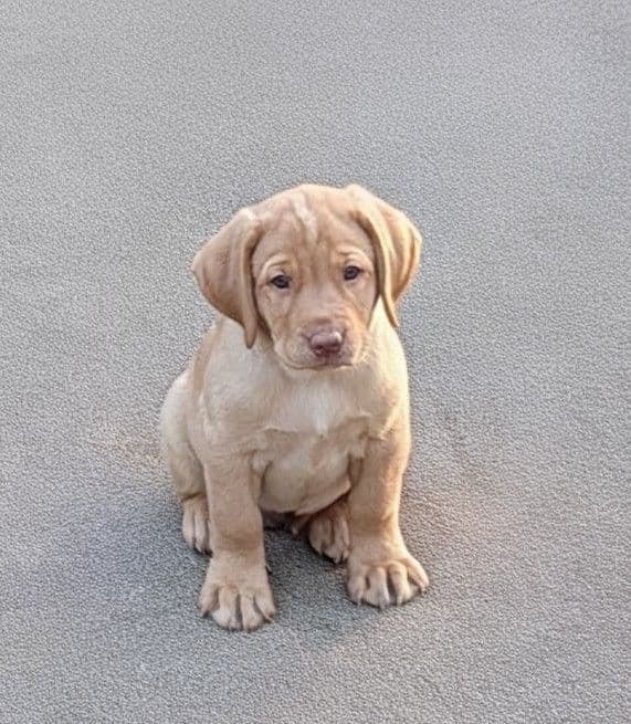 Labrador Retriever Puppies media 23