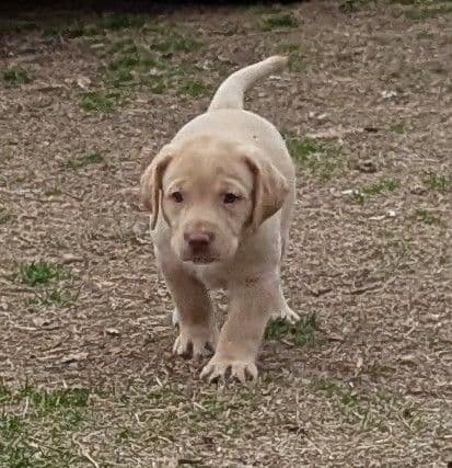 Labrador Retriever Puppies media 24