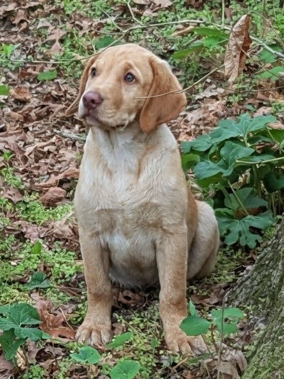 Labrador Retriever Puppies media 25