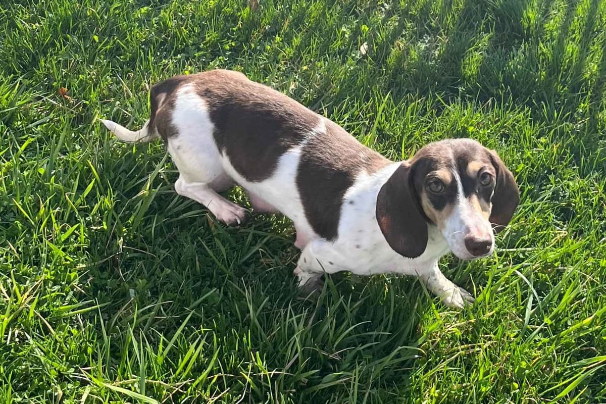 Dachshund Puppies breeder image 5