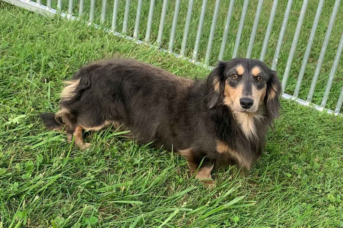 Dachshund Puppies breeder image 6