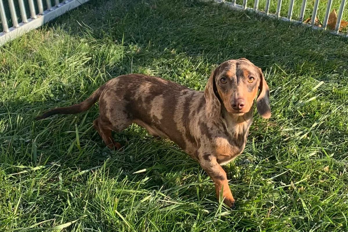 Dachshund Puppies breeder image 7