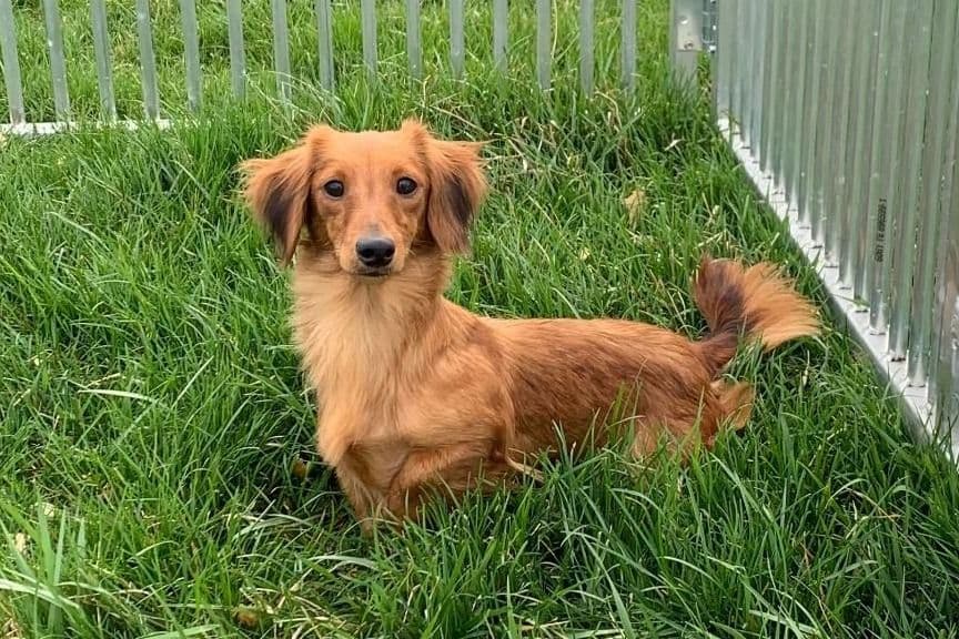 Dachshund Puppies breeder image 10