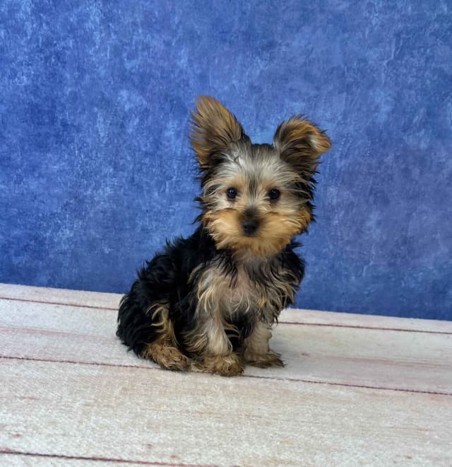 Yorkshire Terrier Puppies media 2