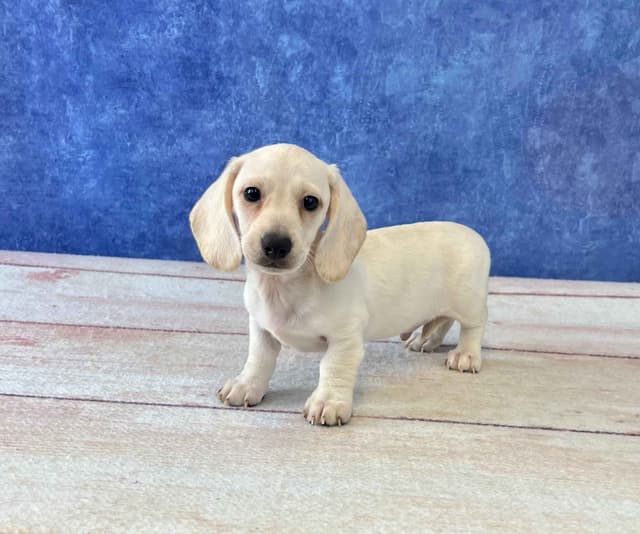 Dachshund Puppies media 2