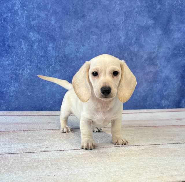 Dachshund Puppies media 4