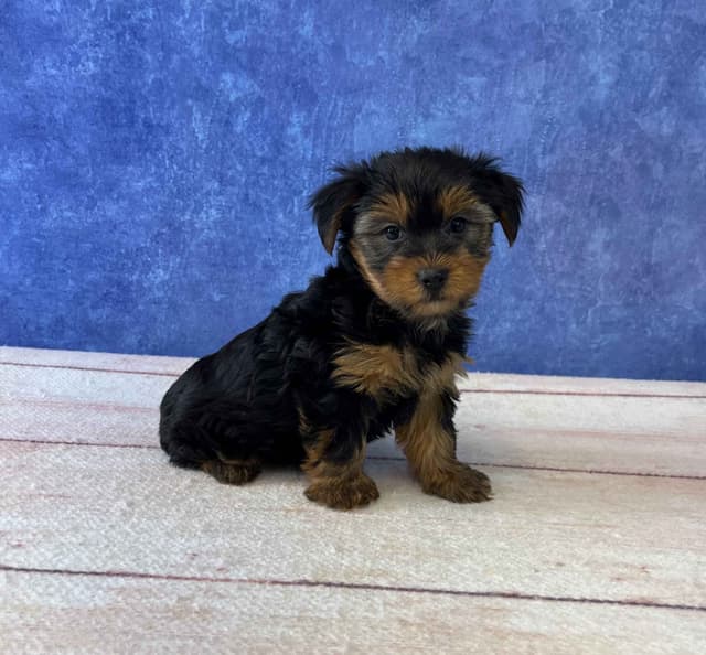 Yorkshire Terrier Puppies media 2