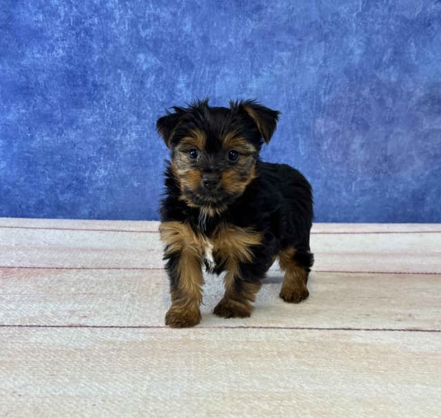 Yorkshire Terrier Puppies media 3