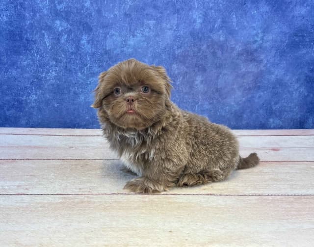 Shih Tzu Puppies media 2