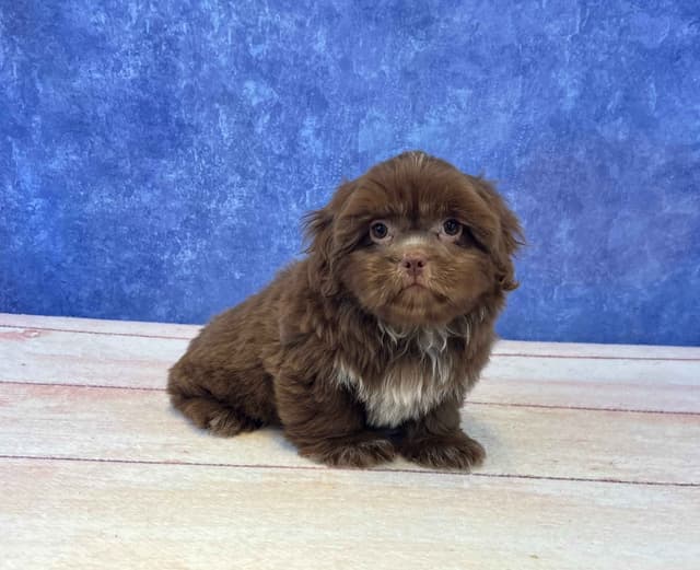 Shih Tzu Puppies media 3