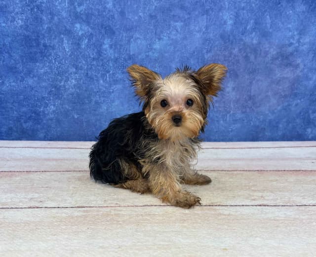 Yorkshire Terrier Puppies media 2