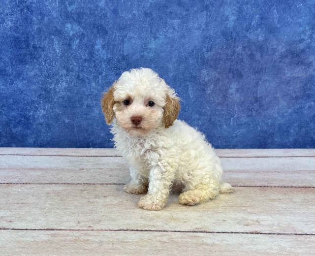Poodle Puppies media 2
