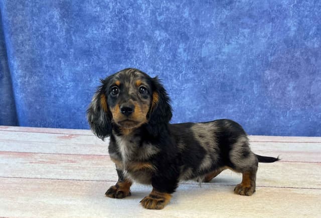 Dachshund Puppies media 2