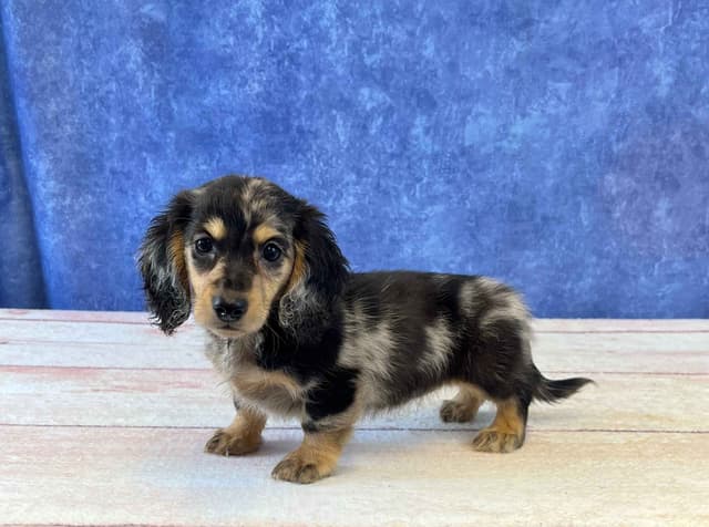 Dachshund Puppies media 3